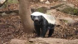 Wildlife and Conservancy image